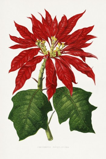Poinsettia Pulcherrima leaf illustration from Les | Free Photo Illustration - rawpixel