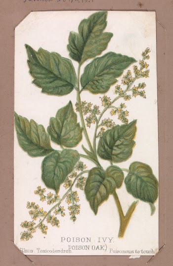 Poison Ivy from the Plants | Free Photo - rawpixel
