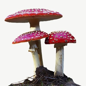 Poisonous mushroom collage element psd | Free PSD - rawpixel