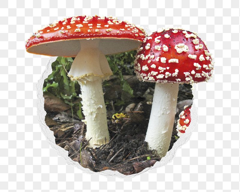 Poisonous mushroom png sticker, plant | Free PNG - rawpixel