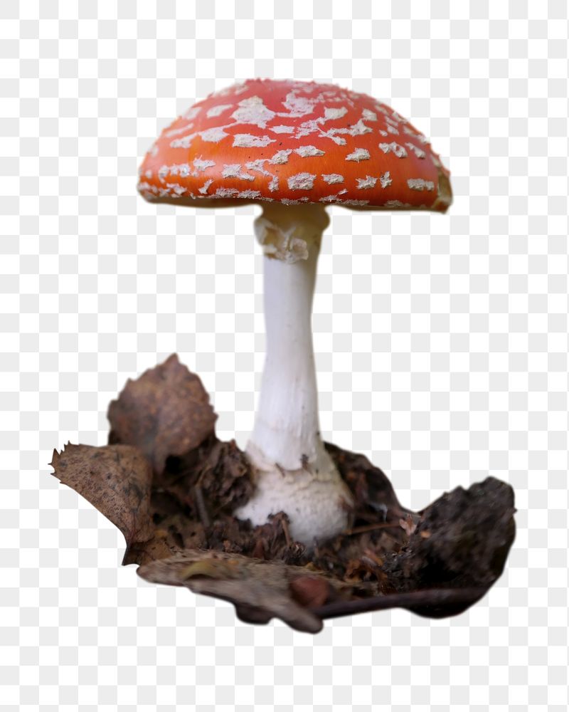 Poisonous mushroom png sticker, transparent | Free PNG - rawpixel