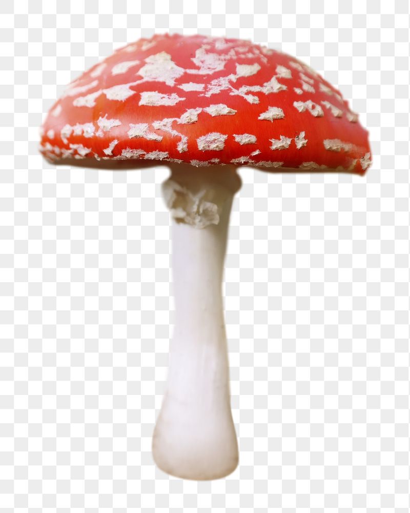 Poisonous mushroom png sticker, transparent | Free PNG - rawpixel
