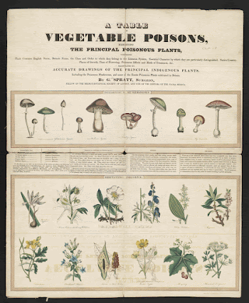 Poisonous mushrooms: Irritating poisons (1840&ndash;1850) | Free Photo - rawpixel