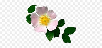 Pokud Je Budete Používat Ke Své Tvorbě, Prosím, Vložte - Woods' Rose