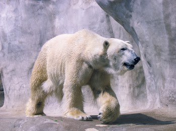 polar bear 1.jpg