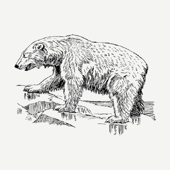 Polar bear, animal clipart psd. | Free PSD Illustration - rawpixel