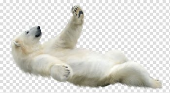 Polar bear Animal , polar bear transparent background PNG clipart