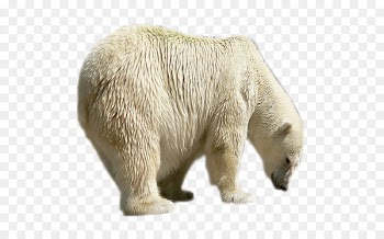 Polar bear Brown bear Painting Portable Network Graphics - polar bear 