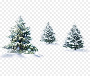 Polar bear Christmas tree Christmas tree - gift,package,Snow,winter,festival 