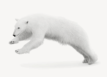 Polar Bear collage element psd | Free PSD - rawpixel