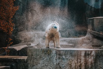 Polar Bear Drying Wet Fur
