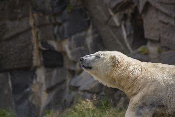 polar bear during daytime