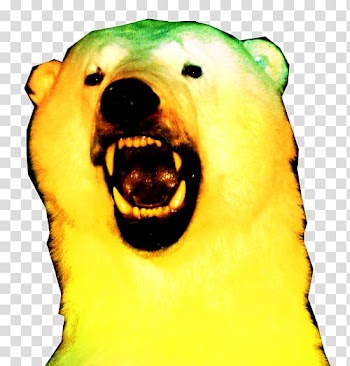 Polar bear Fruit Snout, polar bear transparent background PNG clipart