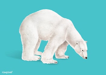 Polar Bear illustration | Free stock vector - 457971