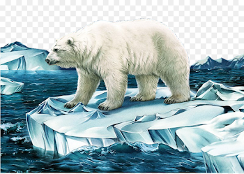 Polar bear Illustrator Illustration - Polar bear png download ...