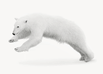 Polar Bear isolated animal image | Free Photo - rawpixel