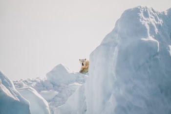 polar bear laying on ice at daytime