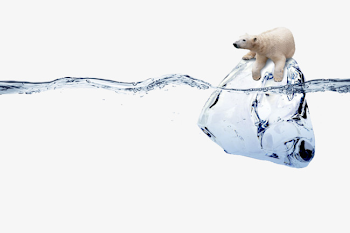 Polar Bear On Ice, Polar Bear, Ice, Watermark PNG Image and ...