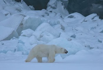 polar bear on snow land