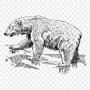 Polar bear png, animal clipart, | Free PNG Illustration - rawpixel