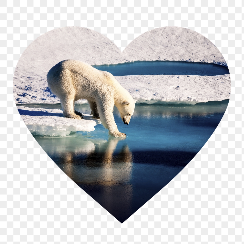 Polar bear png badge sticker, | Free PNG - rawpixel