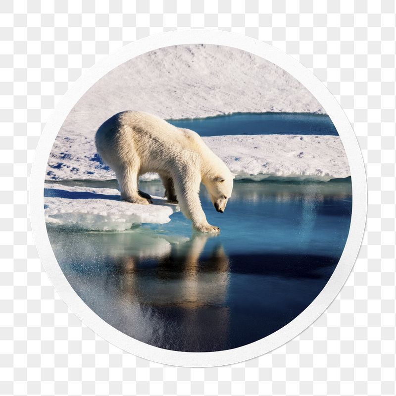 Polar bear png in snow | Free PNG - rawpixel