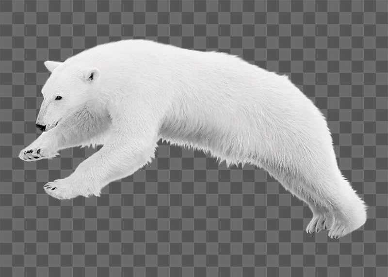 Polar Bear png sticker, transparent | Free PNG - rawpixel