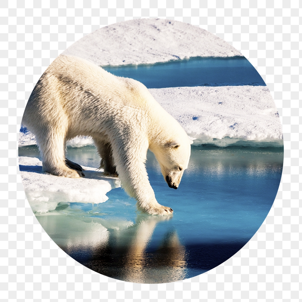 Polar bear png walking on ice | Free PNG - rawpixel