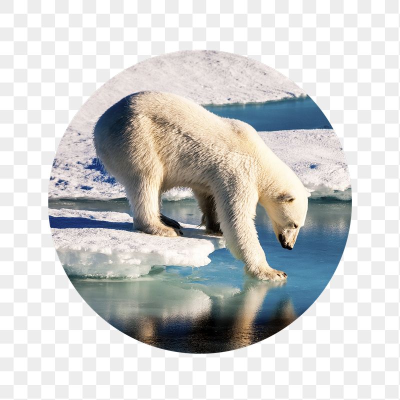 Polar bear png walking on ice | Free PNG - rawpixel