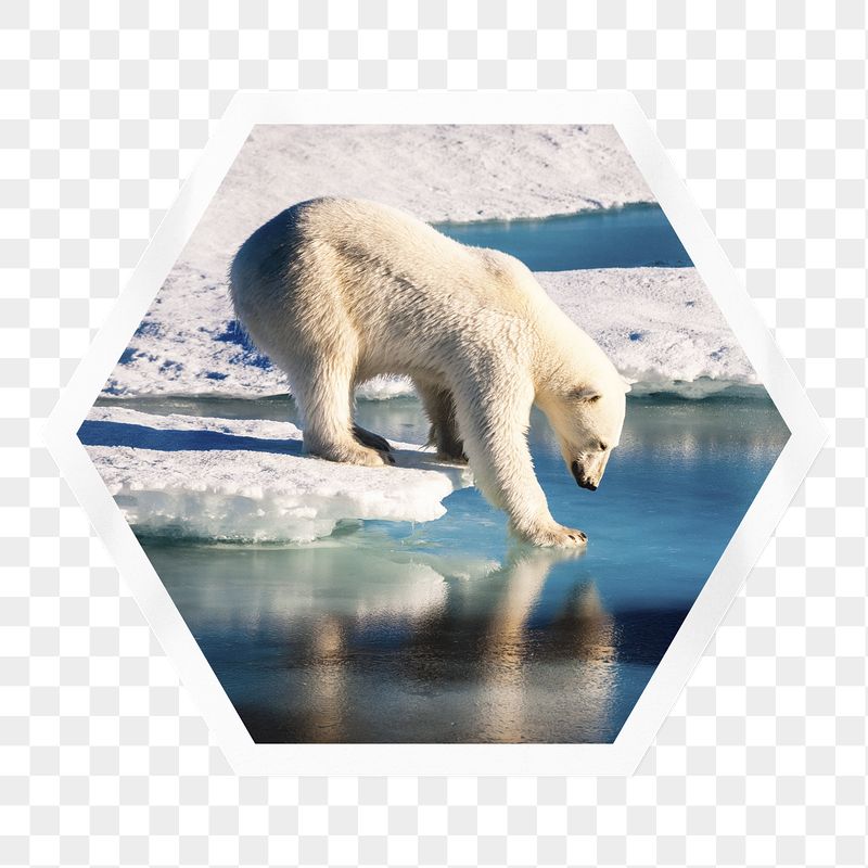 Polar bear png walking on ice | Free PNG - rawpixel