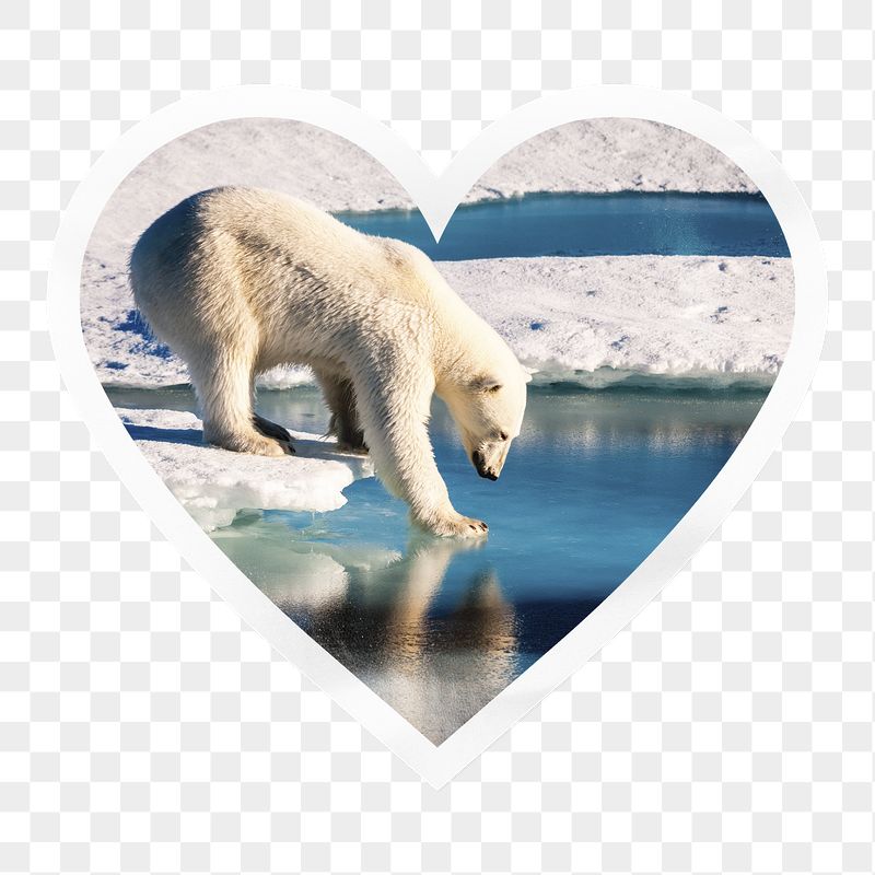 Polar bear png walking on ice | Free PNG - rawpixel