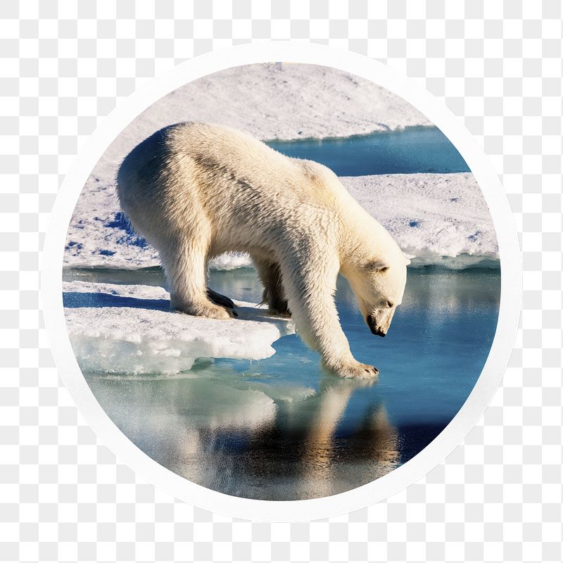Polar bear png walking on ice | Free PNG - rawpixel
