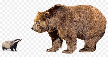 Polar Bear, Stock Photography, Grizzly Bear, Brown Bear, Vertebrate PNG