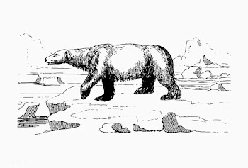 Polar bear vintage drawing | Free stock vector - 572849