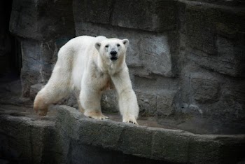 polar bear walking on sidewalk