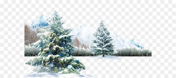Polar bear Winter Light Wallpaper - Winter scene 