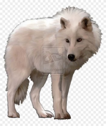 Polar Fox Clipart Arctic Wolf Pencil And In Color Polar - White Wolf Transparent Background