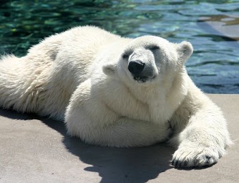 polarbear4-3-05.jpg