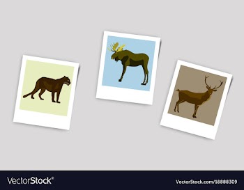 Polaroid photo of deer elk panther vector image