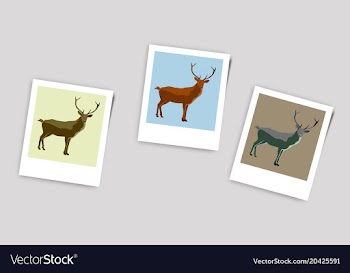 Polaroid photo of deer vector image
