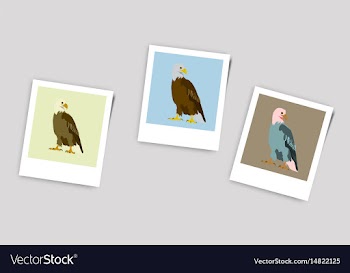 Polaroid photo of eagle vector image