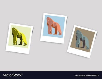 Polaroid photo of gorilla vector image
