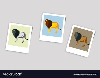 Polaroid photo of lions vector image