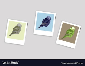 Polaroid Photo of owl vector image