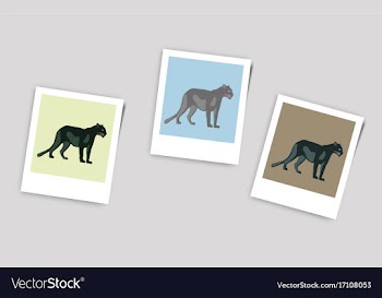 Polaroid photo of panthers vector image