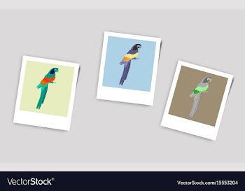 Polaroid photo of parrot vector image
