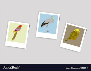 Polaroid photo of stork owl parrot vector image