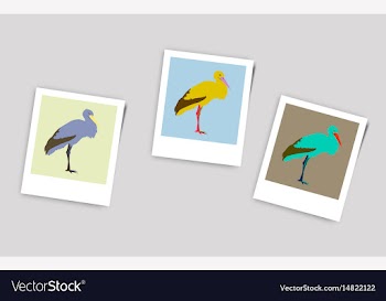 Polaroid photo of stork vector image