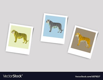 Polaroid photo of tigers vector image