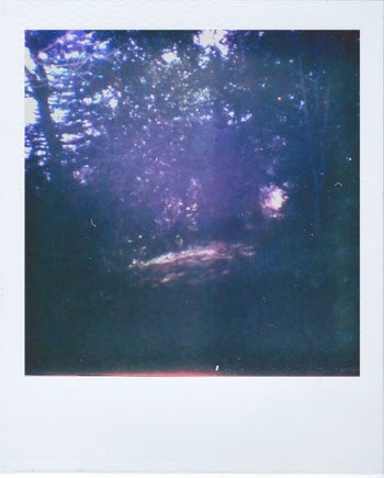 Polaroid Picture of Blurred Trees · Free Stock Photo